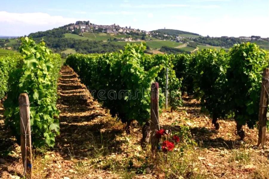 O' Coin Du Beaufol Villa Sancerre Kültér fotó